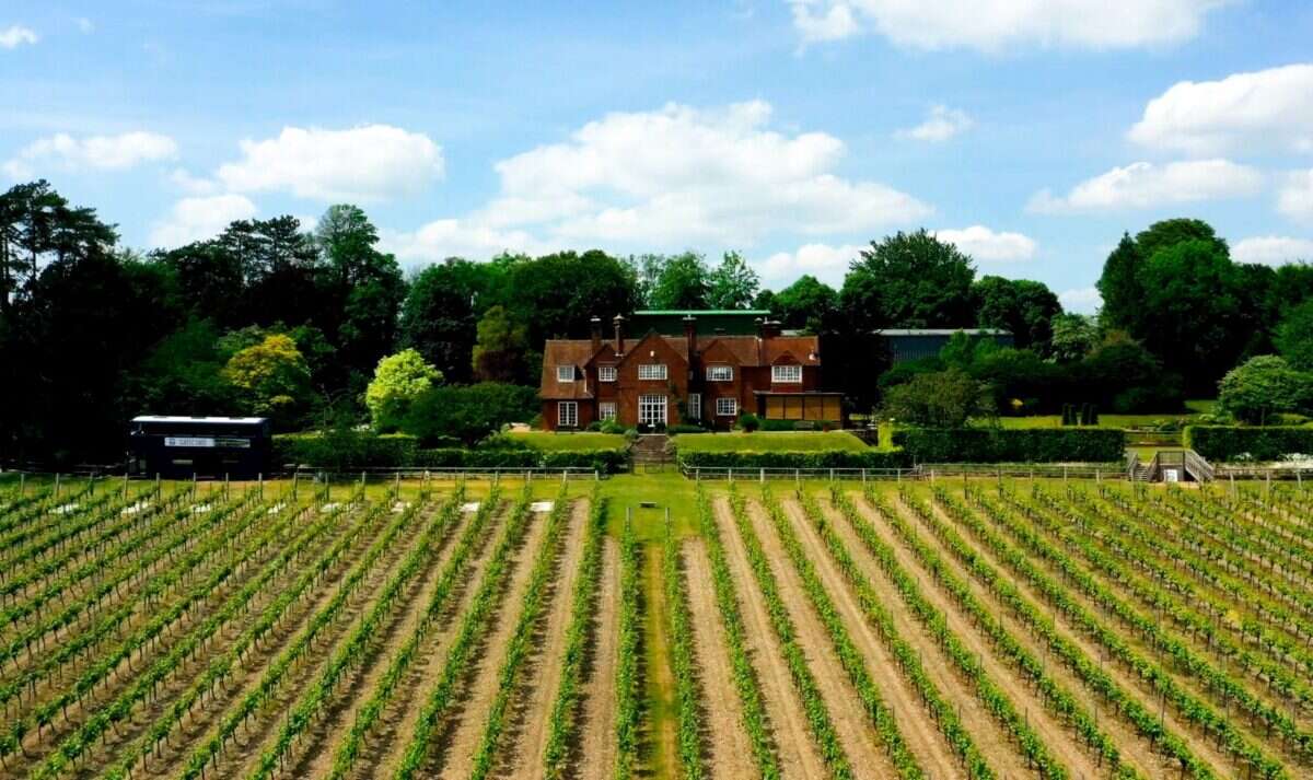 hambledon vineyard 