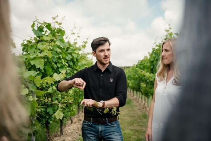 tour through english sparkling wine vineyards