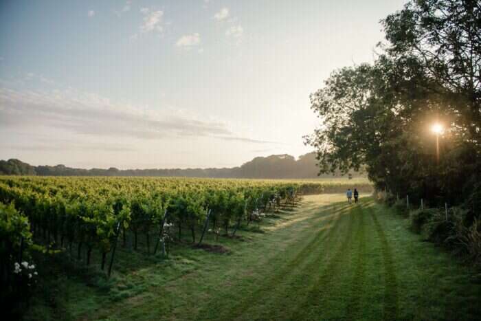 gusbourne wine vineyards in kent englan